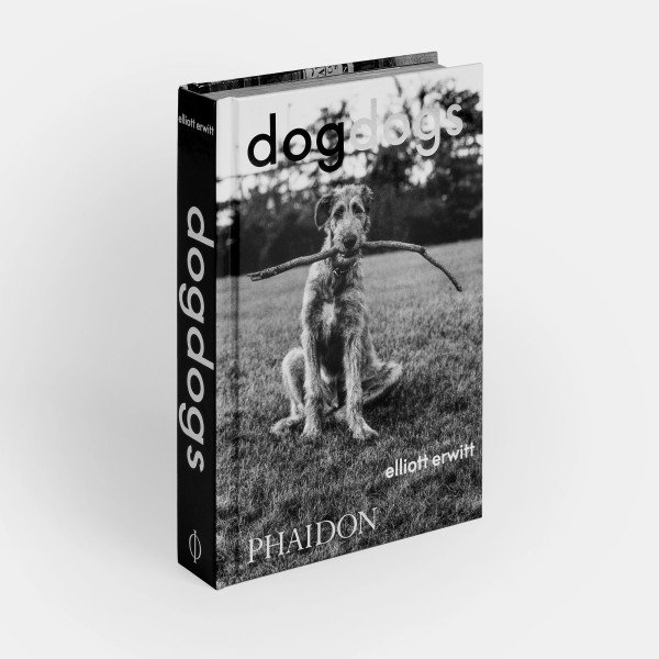 DogDogs DogDogs