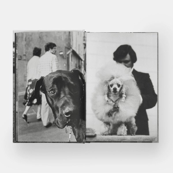 DogDogs DogDogs