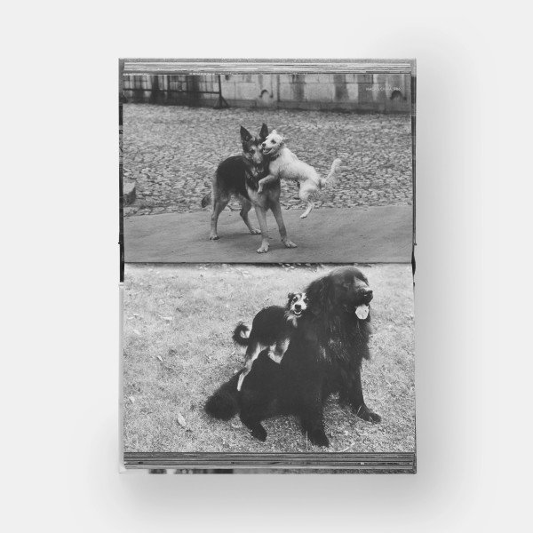 DogDogs DogDogs