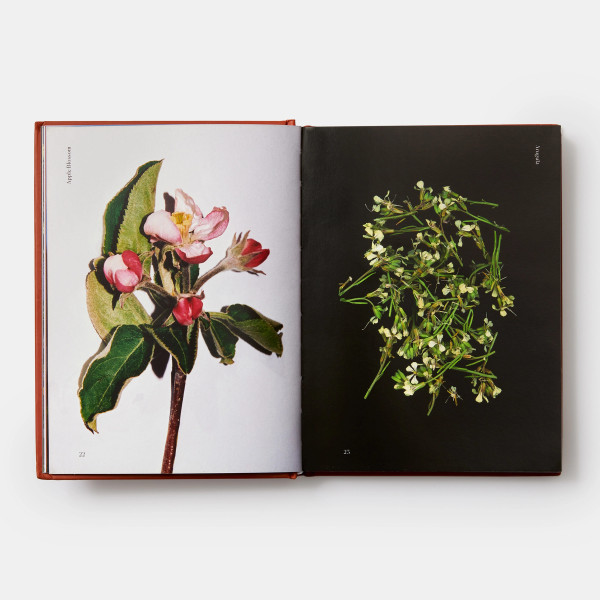 Edible Flowers: How, Why, and When We Eat Flowers Edible Flowers: How, Why, and When We Eat Flowers