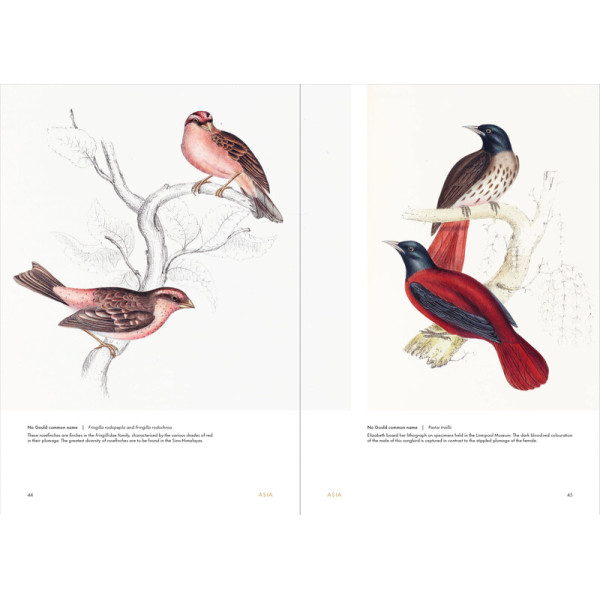 Birds of the World: The Art of Elizabeth Gould