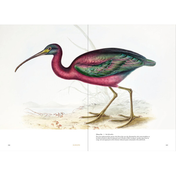Birds of the World: The Art of Elizabeth Gould Birds of the World: The Art of Elizabeth Gould