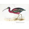 Birds of the World: The Art of Elizabeth Gould Birds of the World: The Art of Elizabeth Gould