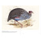 Birds of the World: The Art of Elizabeth Gould Birds of the World: The Art of Elizabeth Gould