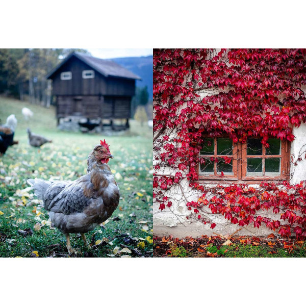 Norwegian Baking through the Seasons