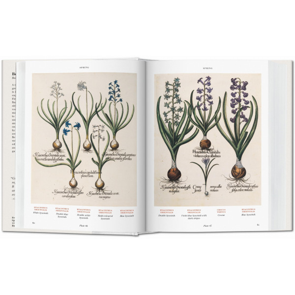 Basilius Besler. Florilegium. The Book of Plants Basilius Besler. Florilegium. The Book of Plants
