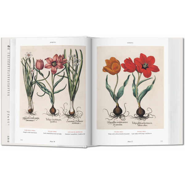 Basilius Besler. Florilegium. The Book of Plants Basilius Besler. Florilegium. The Book of Plants