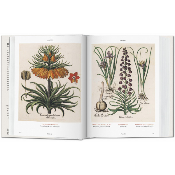Basilius Besler. Florilegium. The Book of Plants Basilius Besler. Florilegium. The Book of Plants