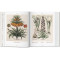 Basilius Besler. Florilegium. The Book of Plants Basilius Besler. Florilegium. The Book of Plants