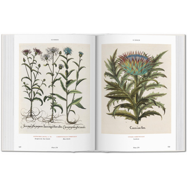Basilius Besler. Florilegium. The Book of Plants Basilius Besler. Florilegium. The Book of Plants