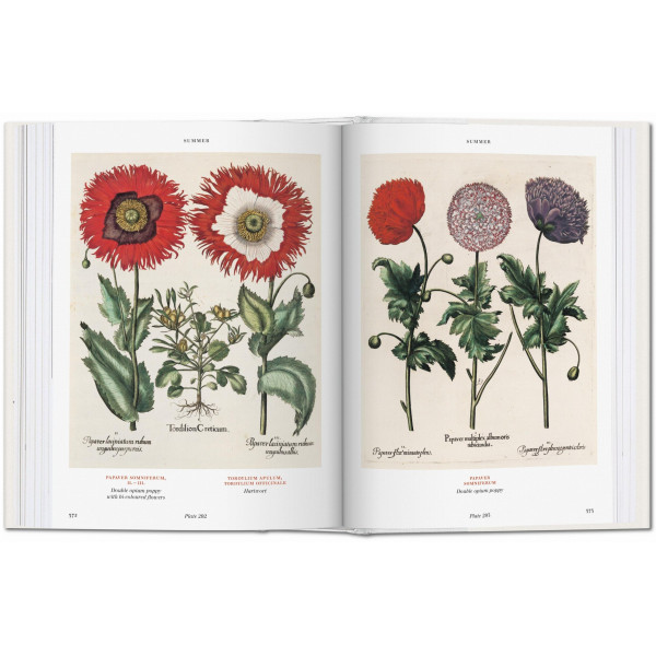 Basilius Besler. Florilegium. The Book of Plants Basilius Besler. Florilegium. The Book of Plants