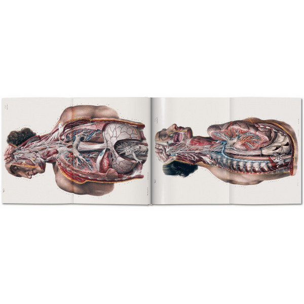 Bourgery. Atlas of Human Anatomy and Surgery