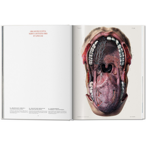Bourgery. Atlas of Human Anatomy and Surgery