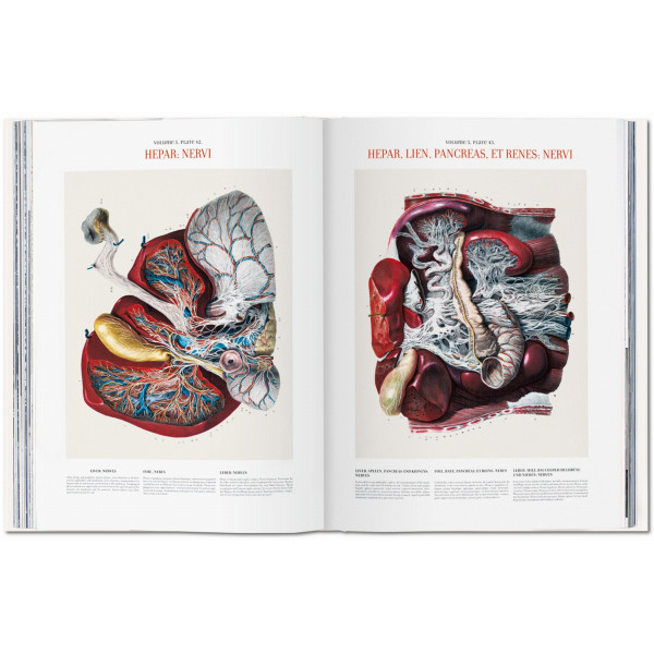 Bourgery. Atlas of Human Anatomy and Surgery