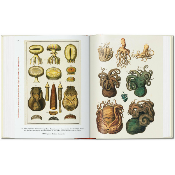 Cabinet of Natural Curiosities. 40th Ed.