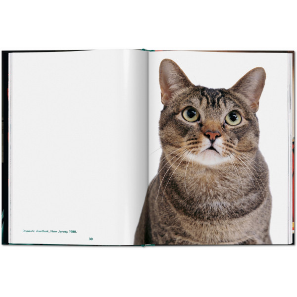 Walter Chandoha. Cats. Photographs 1942–2018