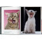 Walter Chandoha. Cats. Photographs 1942–2018