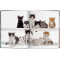 Walter Chandoha. Cats. Photographs 1942–2018 Walter Chandoha. Cats. Photographs 1942–2018