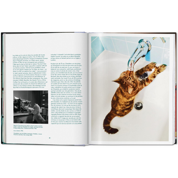 Walter Chandoha. Cats. Photographs 1942–2018 Walter Chandoha. Cats. Photographs 1942–2018