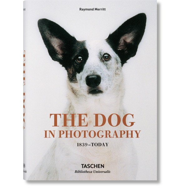 Dog in Photography