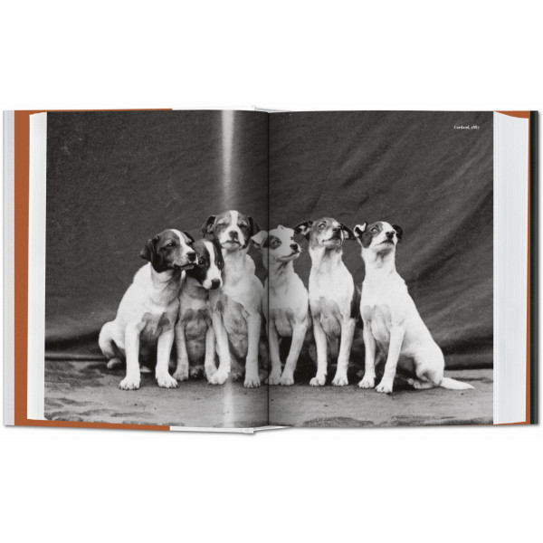 Dog in Photography
