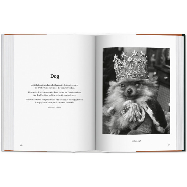Dog in Photography