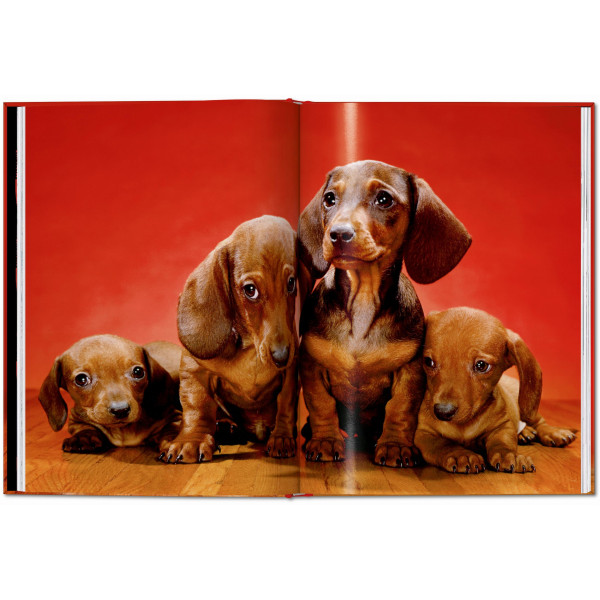 Walter Chandoha. Dogs. Photographs 1941–1991