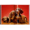 Walter Chandoha. Dogs. Photographs 1941–1991