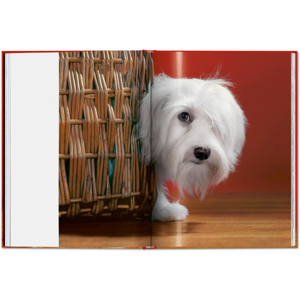 Walter Chandoha. Dogs. Photographs 1941–1991