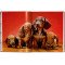 Dogs. Photographs 1941–1991