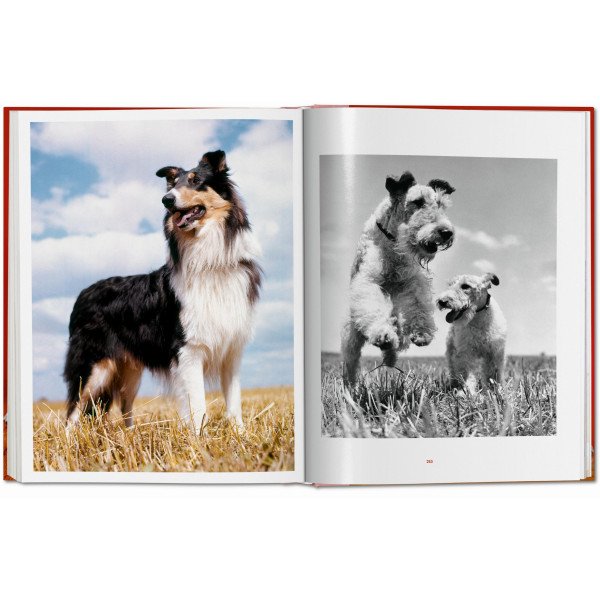 Dogs. Photographs 1941–1991