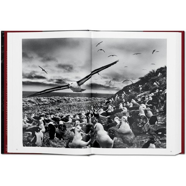Salgado Sebastiao, Genesis