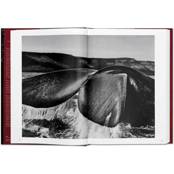 Salgado Sebastiao, Genesis