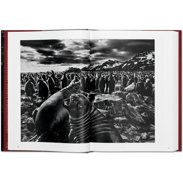 Salgado Sebastiao, Genesis