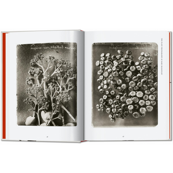 Karl Blossfeldt. The Complete Published Work. 40th Ed.