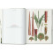 Martius. The Book of Palms. 40th Ed.