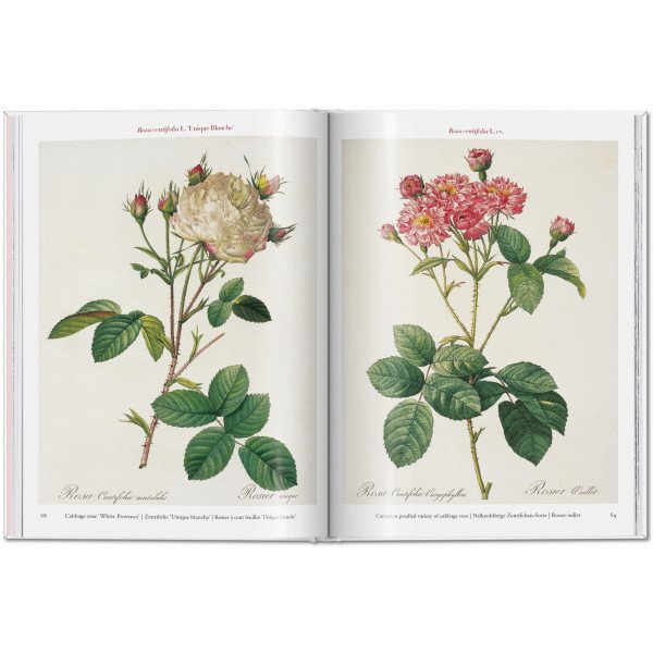 Redouté. Roses