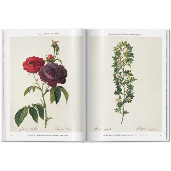 Redouté. Roses