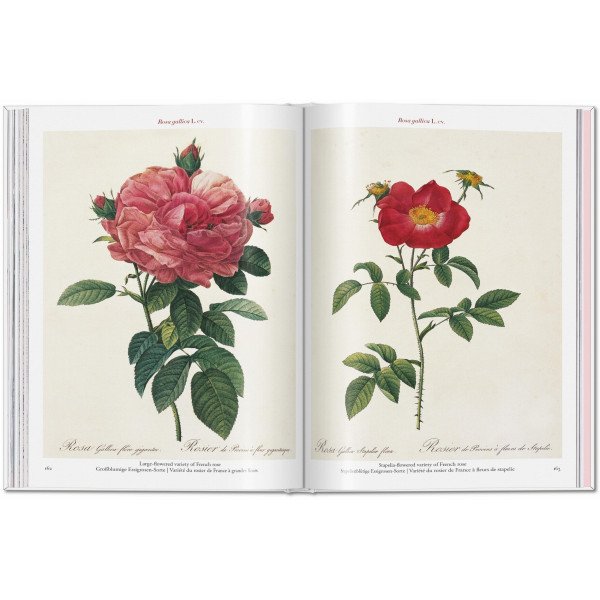 Redouté. Roses
