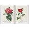 Redouté. Roses