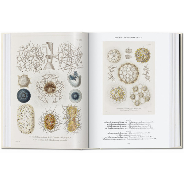 The Art and Science of Ernst Haeckel. 40th Ed. The Art and Science of Ernst Haeckel. 40th Ed.
