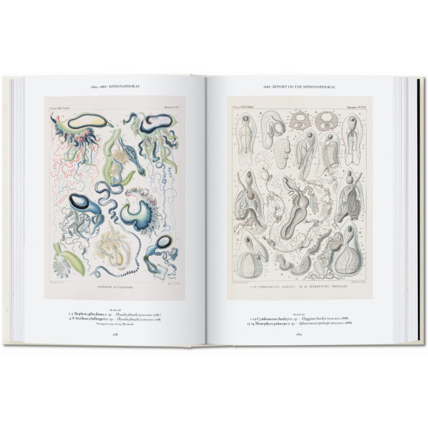 The Art and Science of Ernst Haeckel. 40th Ed. The Art and Science of Ernst Haeckel. 40th Ed.