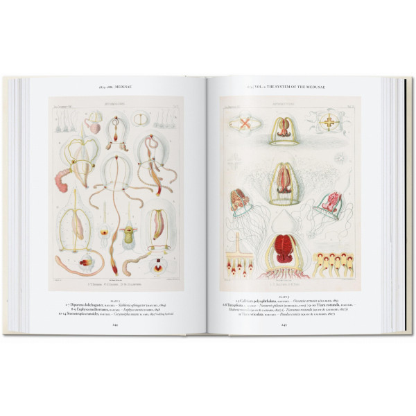 The Art and Science of Ernst Haeckel. 40th Ed. The Art and Science of Ernst Haeckel. 40th Ed.