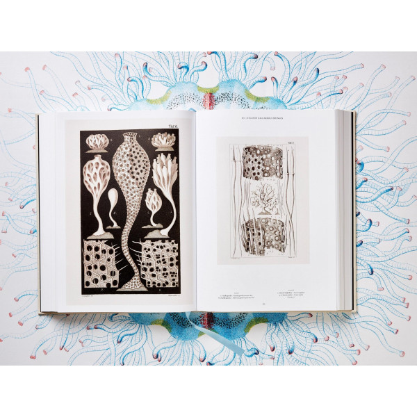 The Art and Science of Ernst Haeckel