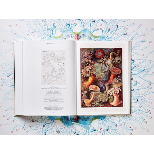The Art and Science of Ernst Haeckel