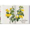 Redouté. The Book of Flowers. 40th Ed.