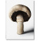 The Gourmand's Mushroom. A Collection of Stories and Recipes