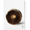 The Gourmand's Mushroom. A Collection of Stories and Recipes