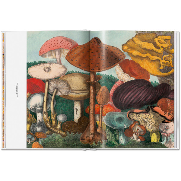 The Gourmand's Mushroom. A Collection of Stories and Recipes